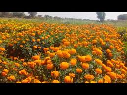 Indus Orbit Marigold Seeds 1000 seeds
