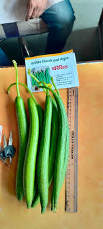 Sponge Gourd IndoSem Parikshit